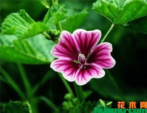 锦葵什么时间种？怎么播种？锦葵播种方法介绍