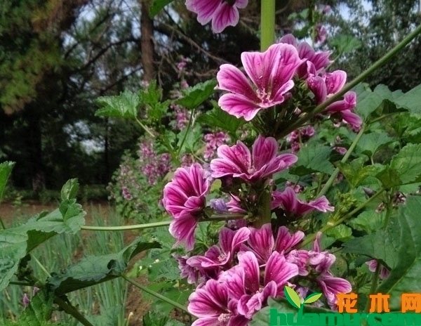 锦葵花种植管理注意事项