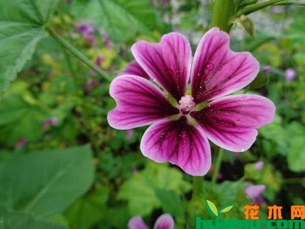 锦葵花的花语是什么？锦葵花的功效和作用有哪些？