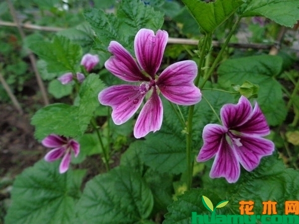 锦葵花的功效和作用