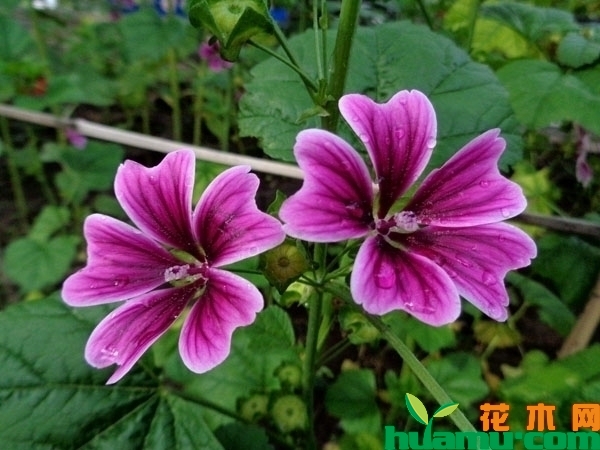 锦葵花