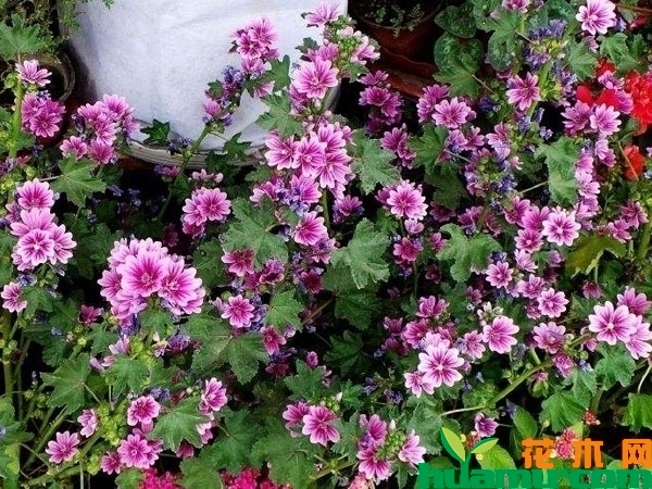 锦葵花的功效和作用