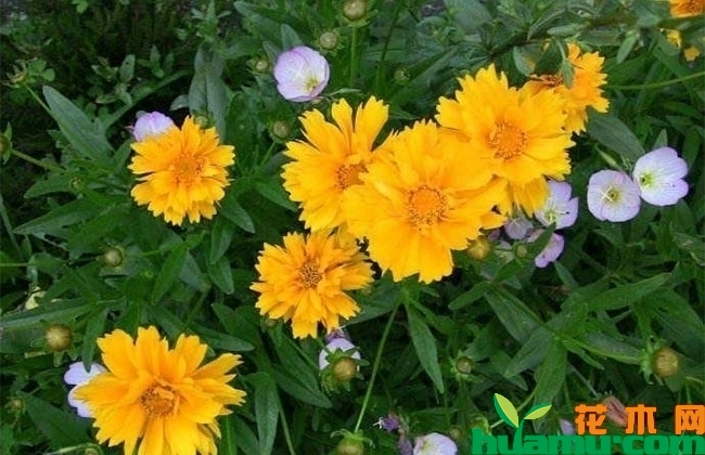 剑叶金鸡菊