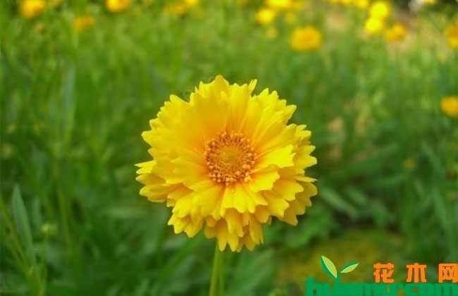 剑叶金鸡菊