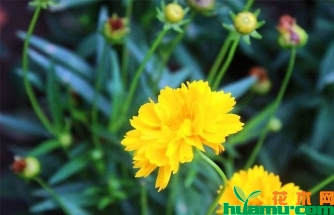 剑叶金鸡菊