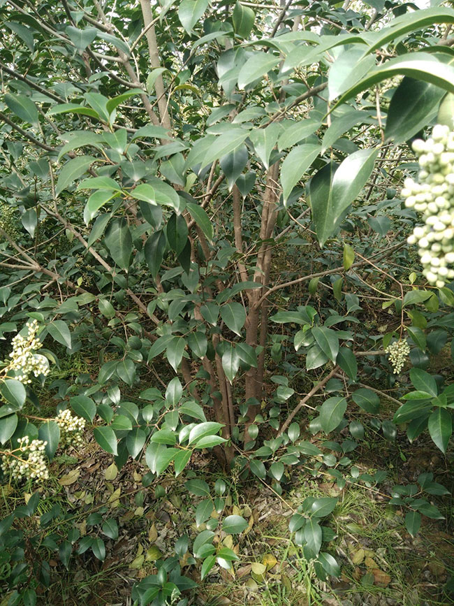 丛生大叶女贞价格多少钱一棵?丛生大叶女贞栽培技术