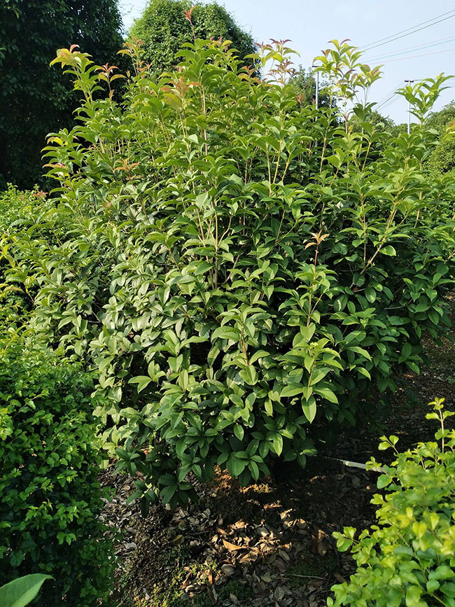 桂花树多少钱一棵?2020年桂花树价格最新价格