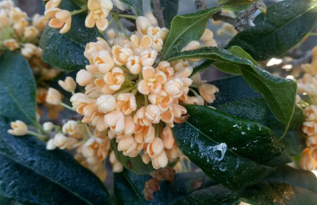 桂花树多少钱一棵?2020年桂花树价格最新价格