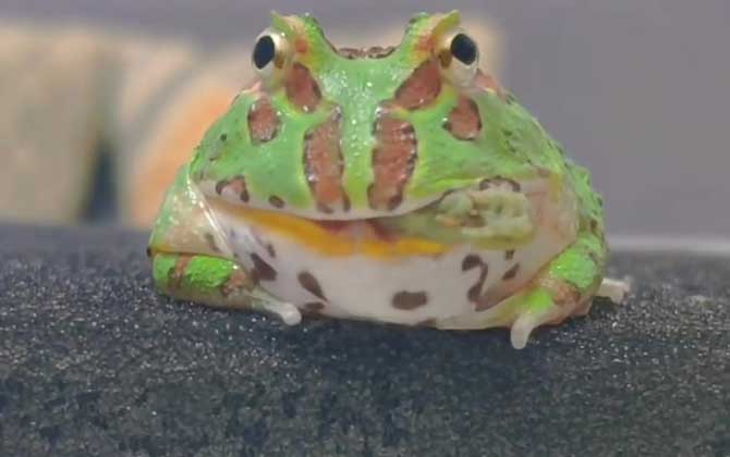 角蛙