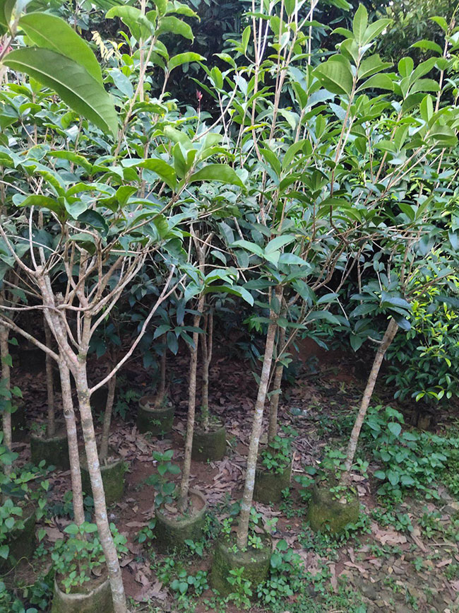桂花树多少钱一棵?2020年桂花树价格最新价格