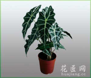 观音莲的养殖方法