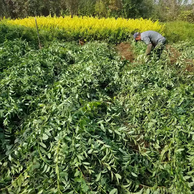 连翘多少钱一棵?2020年连翘价格最新价格