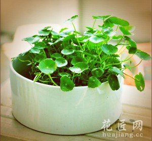 铜钱草的养殖方法