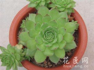 观音莲的养殖方法和注意事项