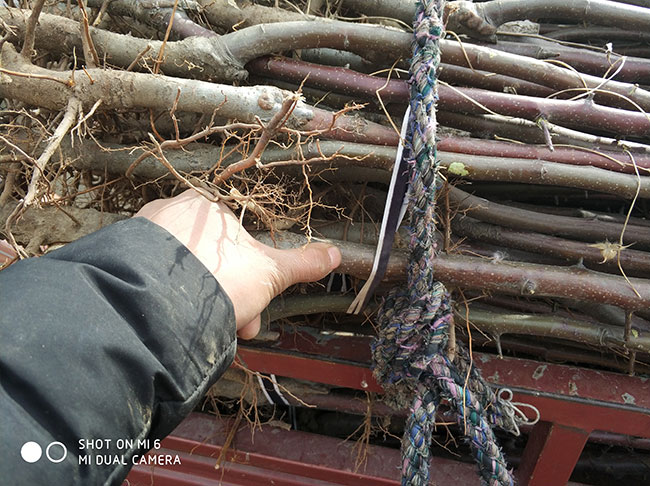 鲁丽苹果苗价格多少钱一棵?鲁丽苹果怎样种植?