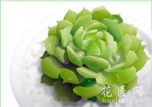 观音莲怎么养