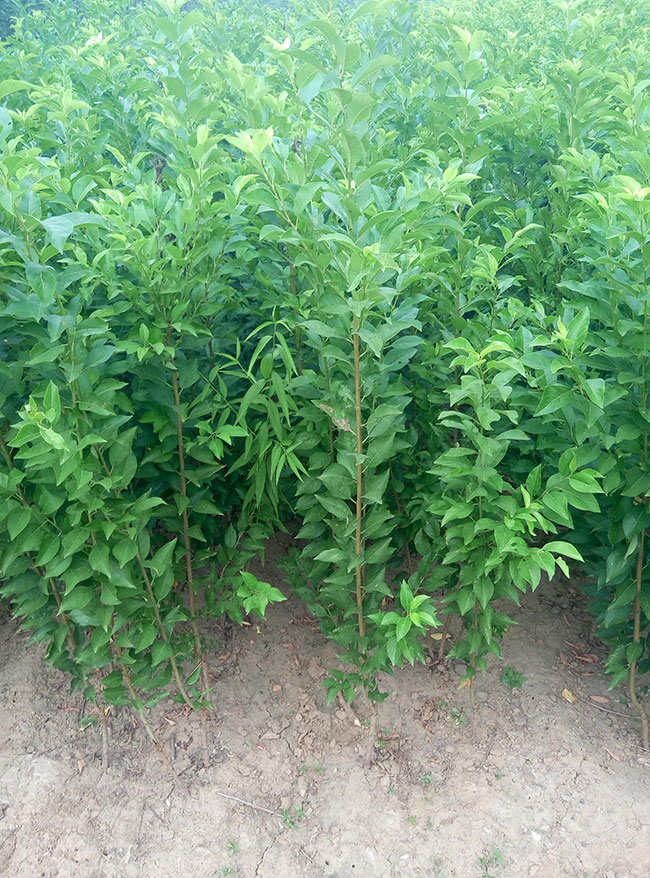 蜂糖李子树苗多钱一株?蜂糖李子苗种植方法