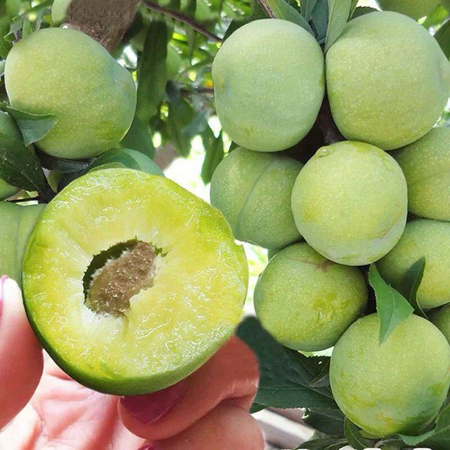 蜂糖李子树苗多钱一株?蜂糖李子苗种植方法