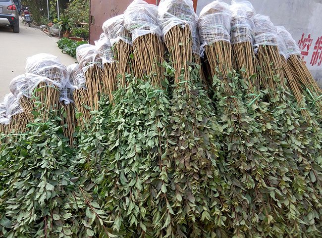 蜂糖李子树苗多钱一株?蜂糖李子苗种植方法