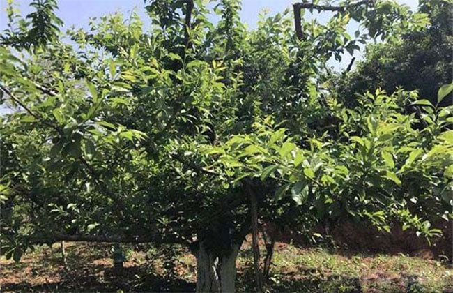 李子苗价格多少钱一棵?常见的新品种李子苗介绍