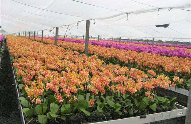 蝴蝶兰花卉多少钱一棵?2020年蝴蝶兰花卉价格最新行情预测