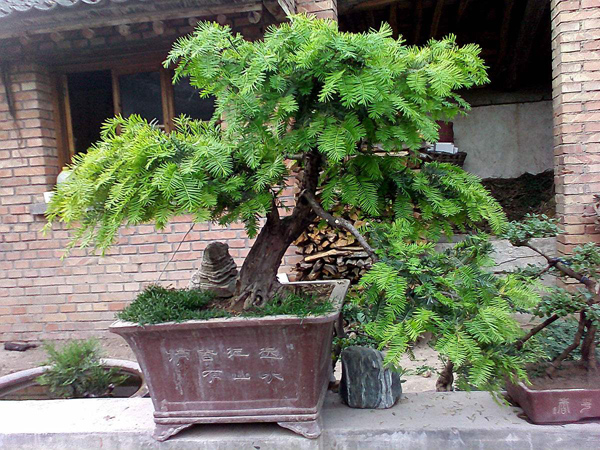 红豆杉