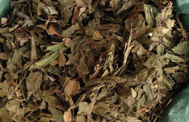 1武靴藤叶能做茶吗