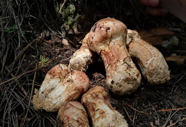 野生松茸多少钱一斤？松茸的功效与禁忌