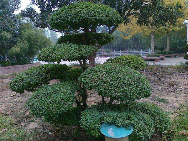 造型小叶女贞