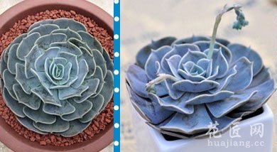 多肉十二星座(全图)