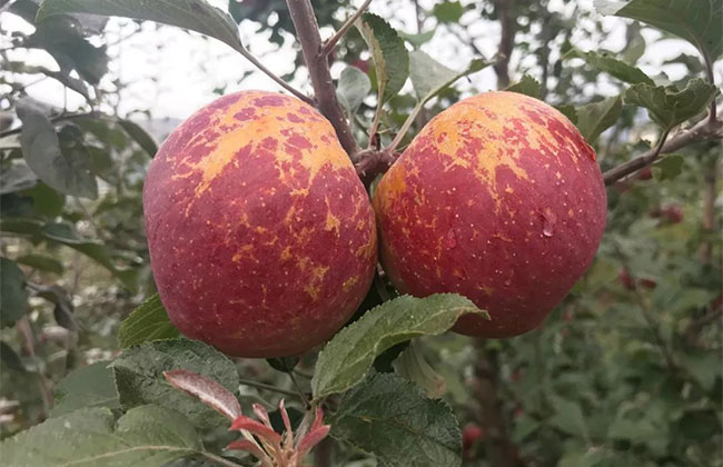 丑苹果你吃过吗？丑苹果市场行情分析