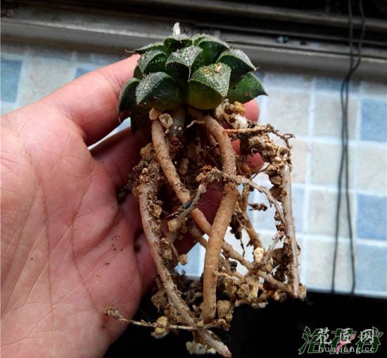 十二卷配土（经验）