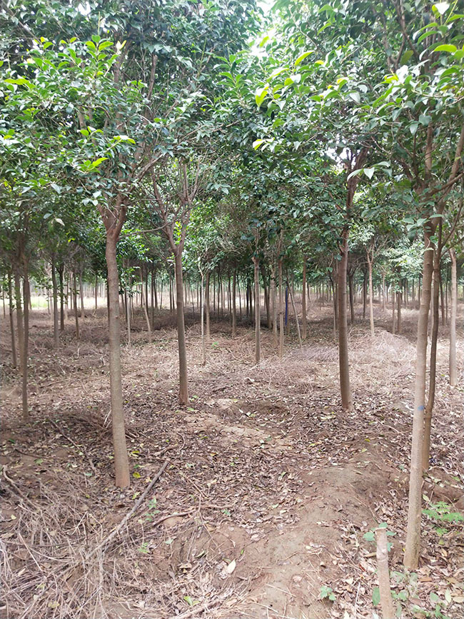 2020年大叶女贞种植前景如何?大叶女贞种植前景分析