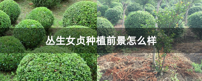 丛生女贞种植前景怎么样