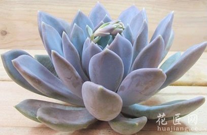 多肉十二星座(全图)
