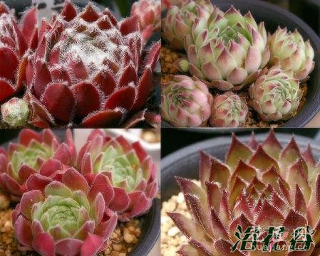 景天科长生草属知识普及（图）