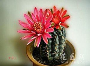 仙人球怎么养