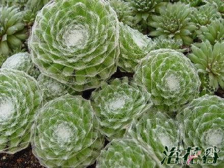 景天科长生草属知识普及（图）