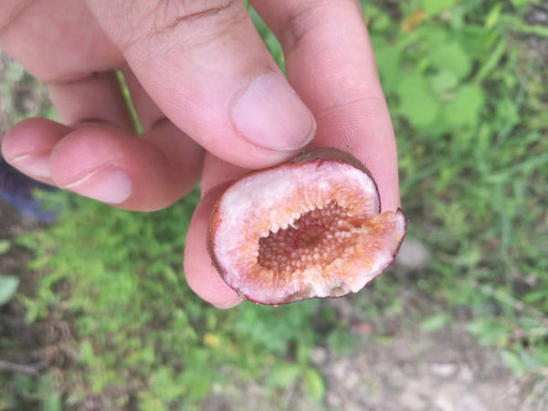 野地瓜