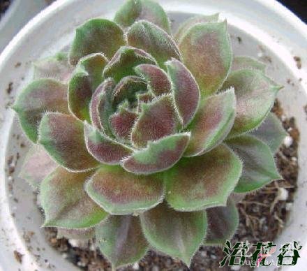 景天科长生草属知识普及（图）