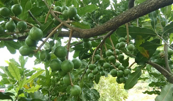 夏威夷果