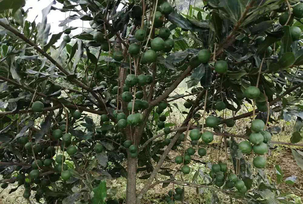夏威夷果