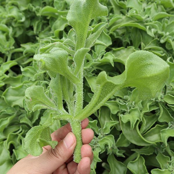 冰菜的的价格行情，种植冰菜能否赚钱？