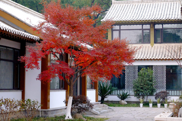 鸡爪槭