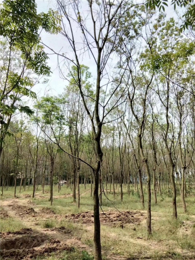野生乌桕树苗价格 2020年乌桕树苗价格行情