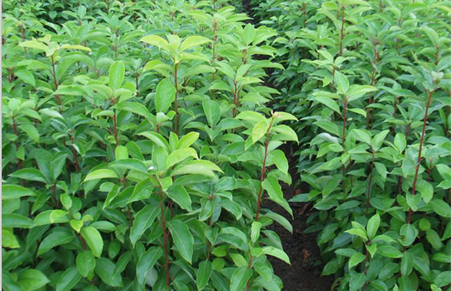 香樟小苗多少钱一棵？香樟树种植方法