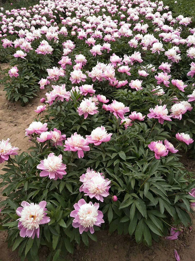 芍药的价格多少钱一棵?芍药种植方法和注意事项