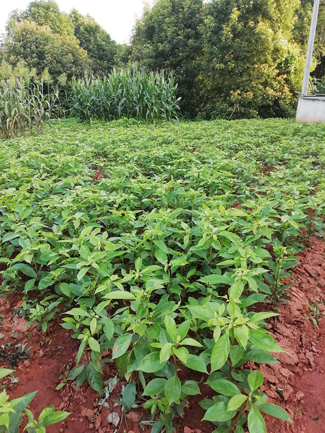 香樟小苗价格行情