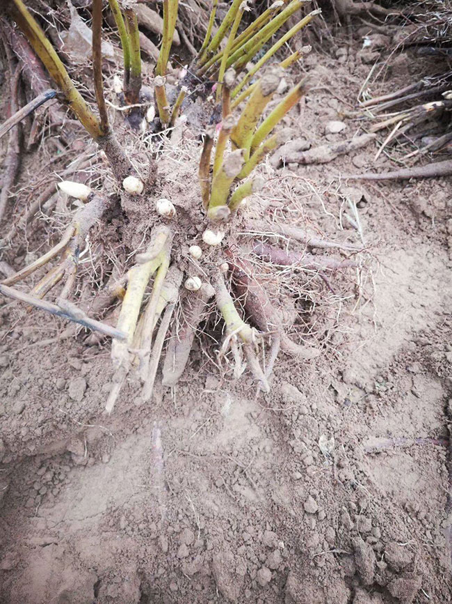 芍药的价格多少钱一棵?芍药种植方法和注意事项