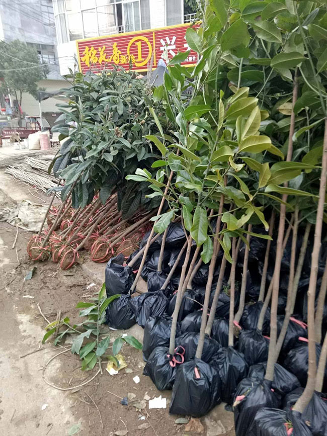 广玉兰小苗价格多少钱一棵?种植技术有哪些？